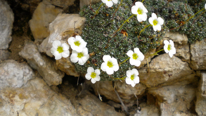 Saxifraga cfr. squarrosa